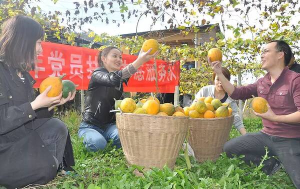 南果菜喜讯连连，丰收季节乐开颜