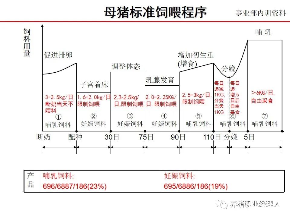 全新升级版母猪健康管理策略揭秘