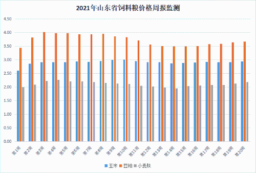 今日德州玉米市场最新行情一览